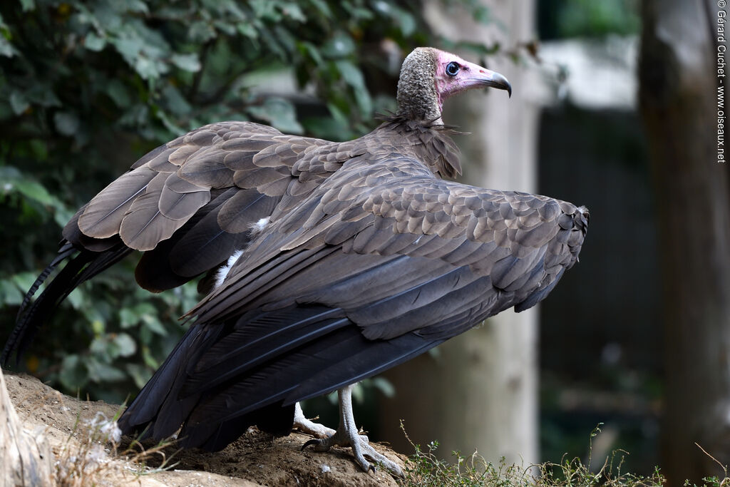 Hooded Vulture, close-up portrait