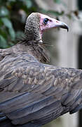 Hooded Vulture