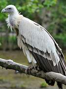 Himalayan Vulture