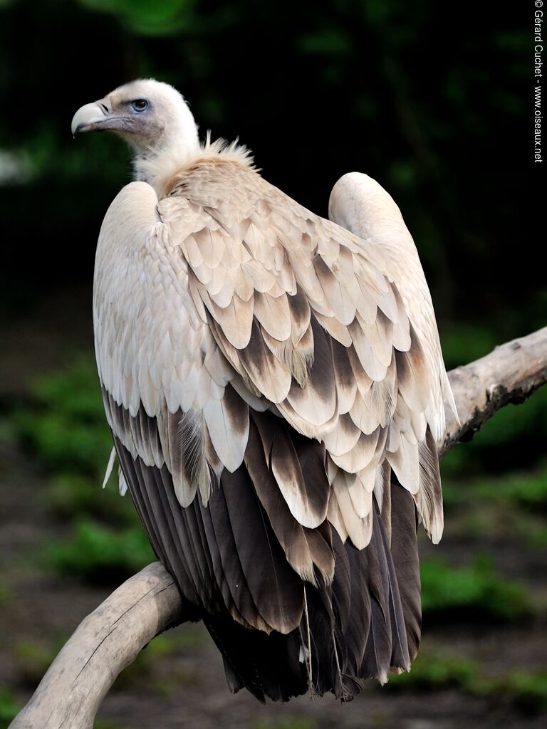 Vautour de l'Himalaya