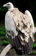 Himalayan Vulture