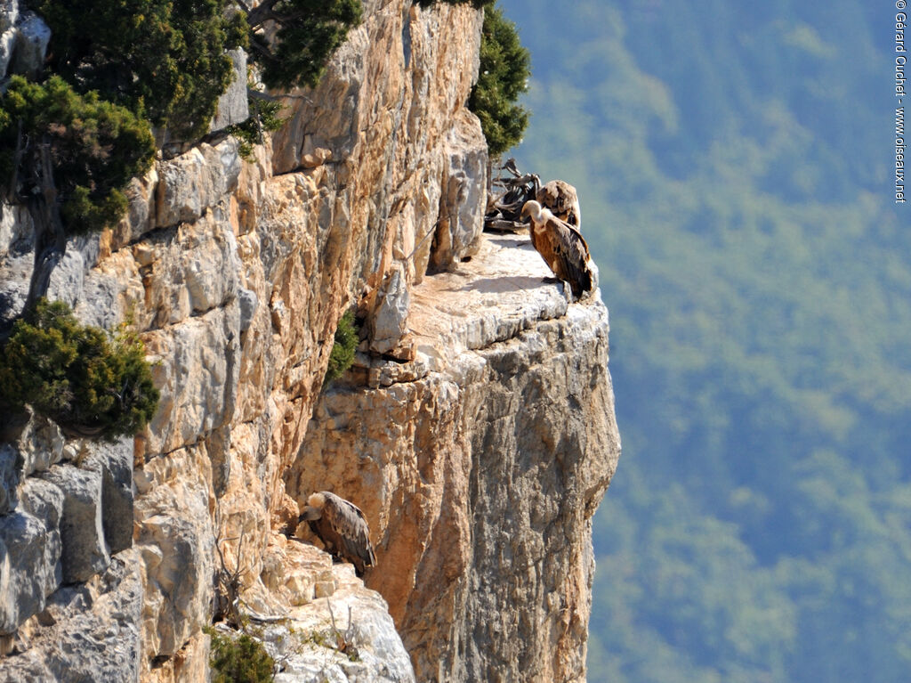 Griffon Vulture