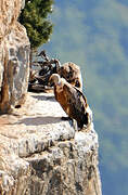 Griffon Vulture