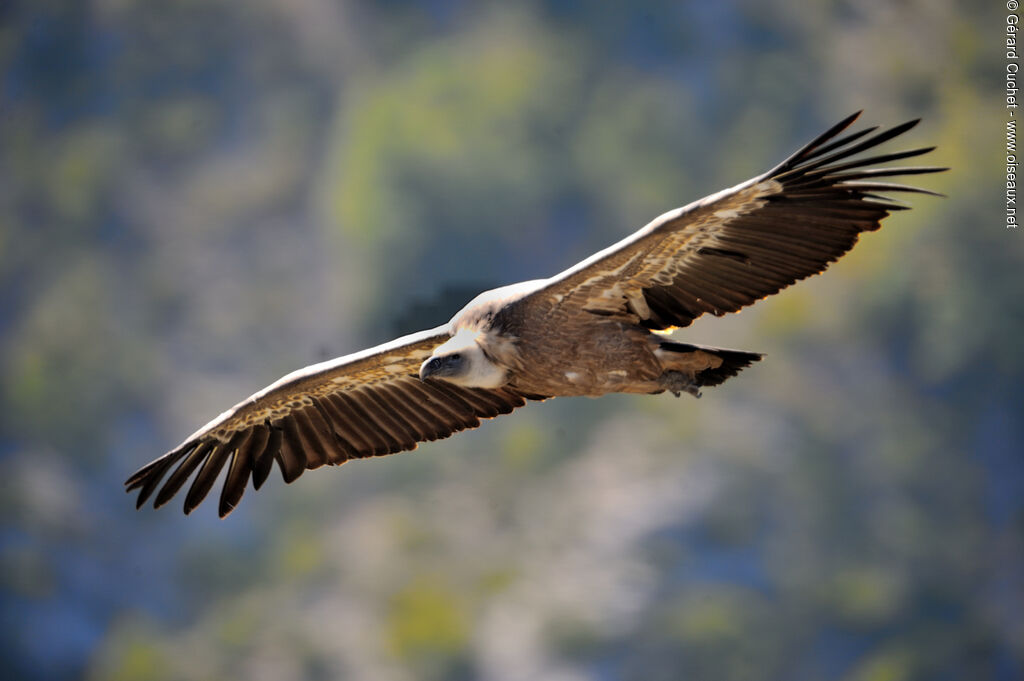 Griffon Vulture