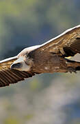 Griffon Vulture