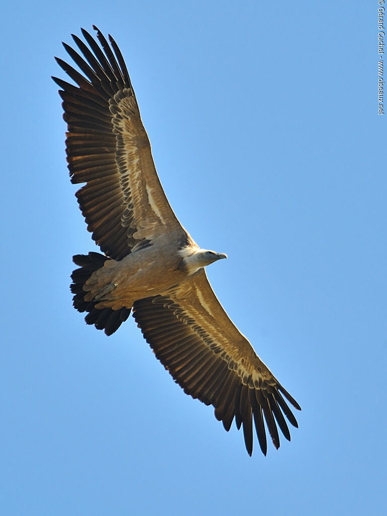 Vautour fauve