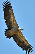 Griffon Vulture