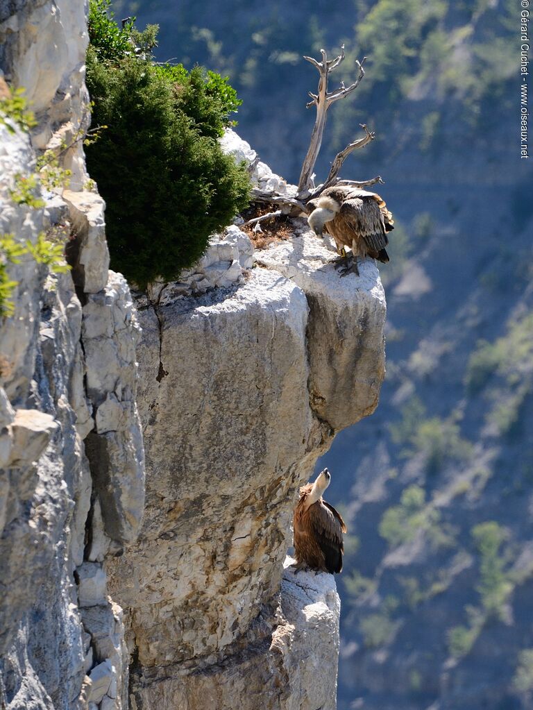 Griffon Vulture