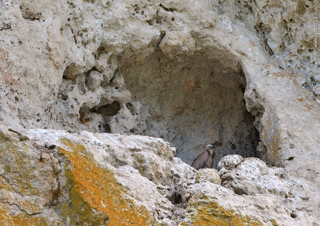 Vautour fauve, habitat