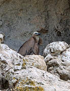 Griffon Vulture