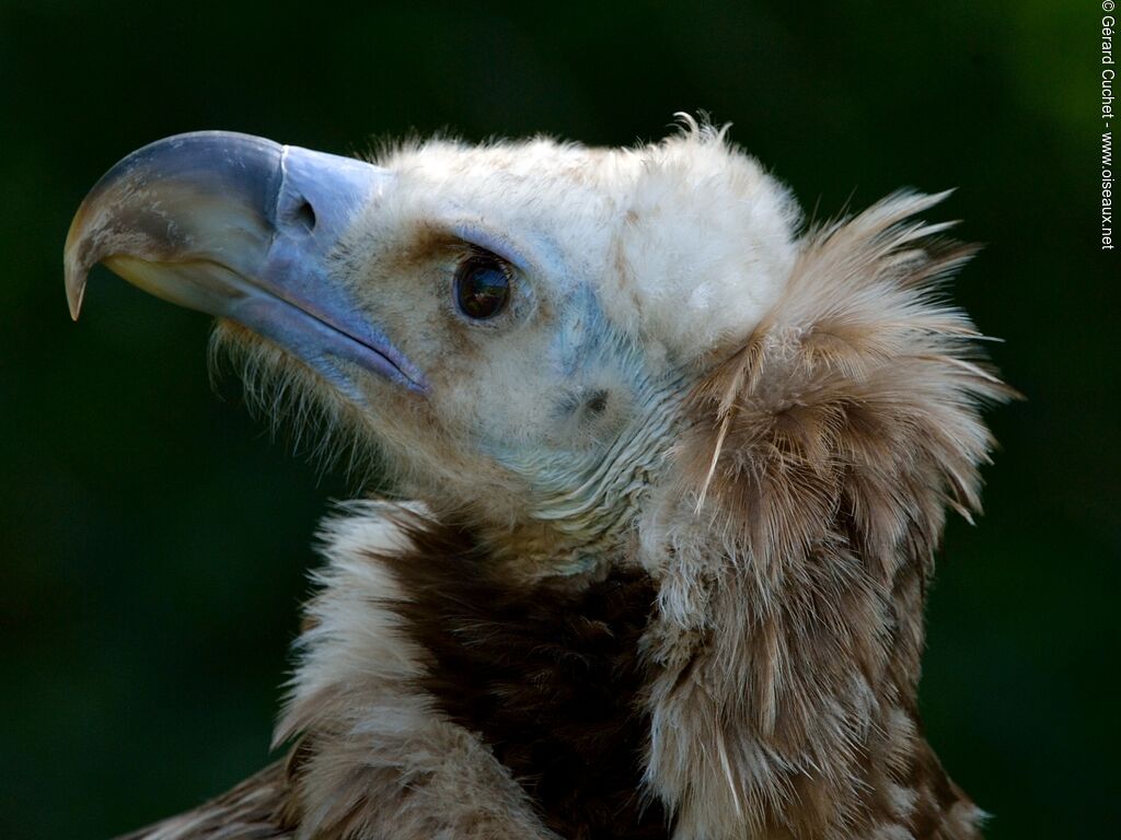 Cinereous Vulture