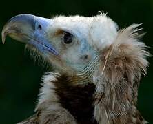 Cinereous Vulture