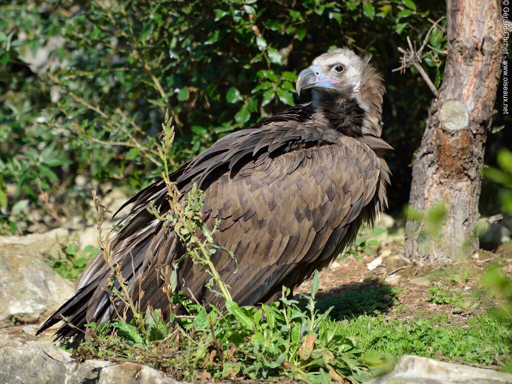 Cinereous Vulture