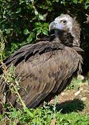 Cinereous Vulture