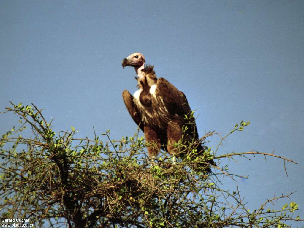 Lappet-faced Vultureimmature, identification