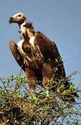 Lappet-faced Vulture