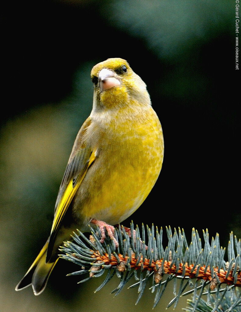 European Greenfinch