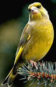 European Greenfinch