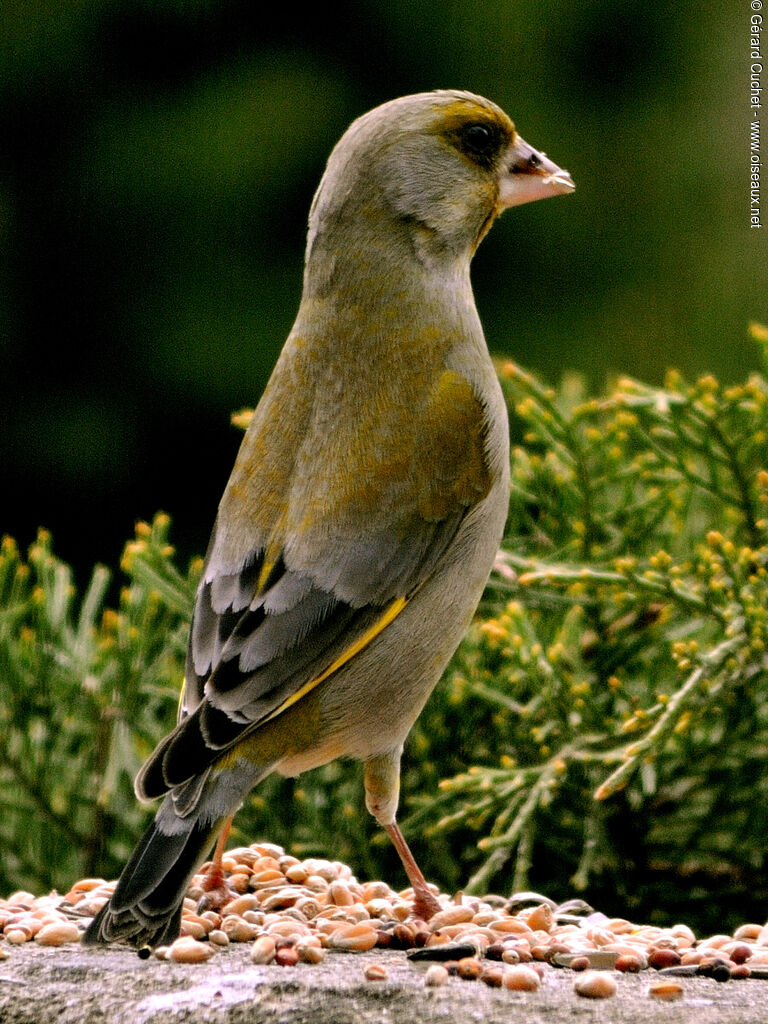 European Greenfinch