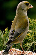 European Greenfinch