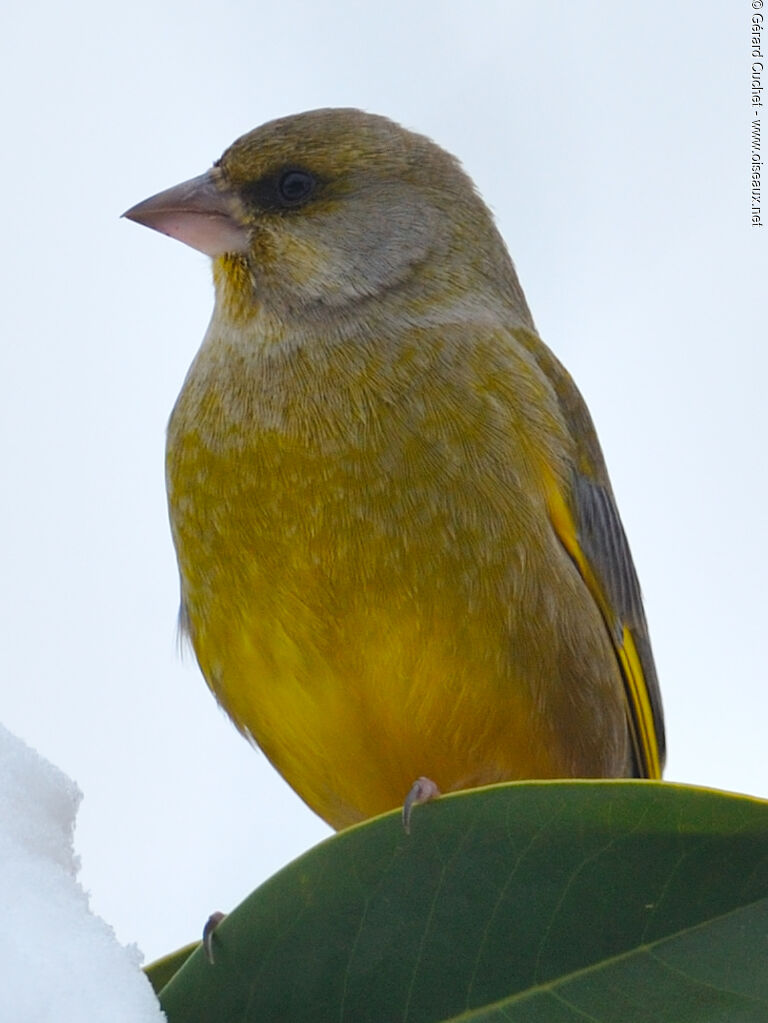 European Greenfinch