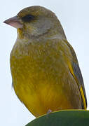 European Greenfinch