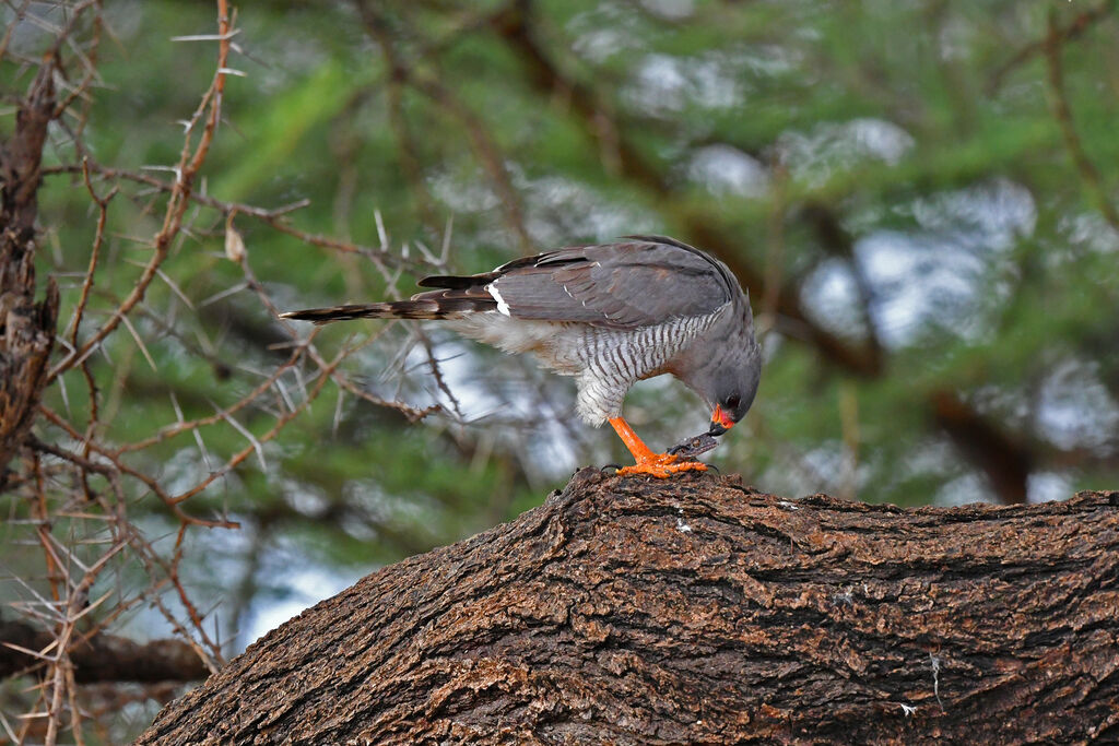 Gabar Goshawk