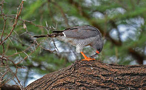 Gabar Goshawk