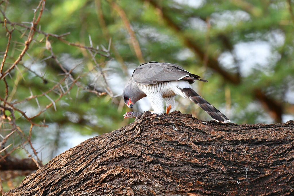 Gabar Goshawk