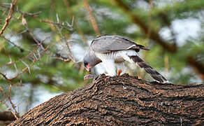 Gabar Goshawk