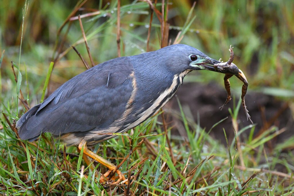 Dwarf Bittern