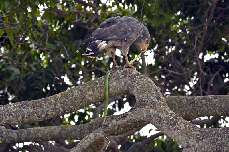 Western Banded Snake Eagle, eats
