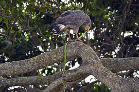 Western Banded Snake Eagle