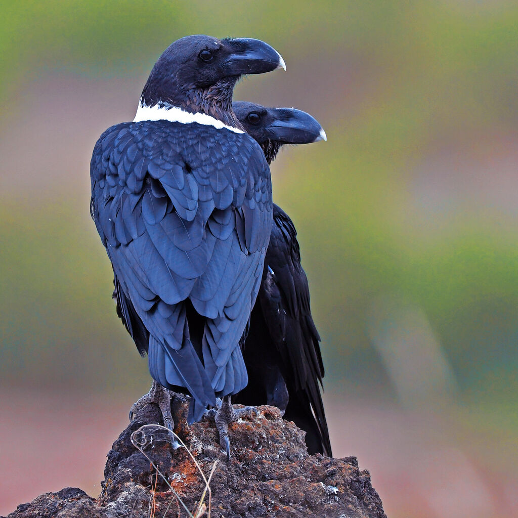 White-necked Raven