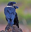 Corbeau à nuque blanche