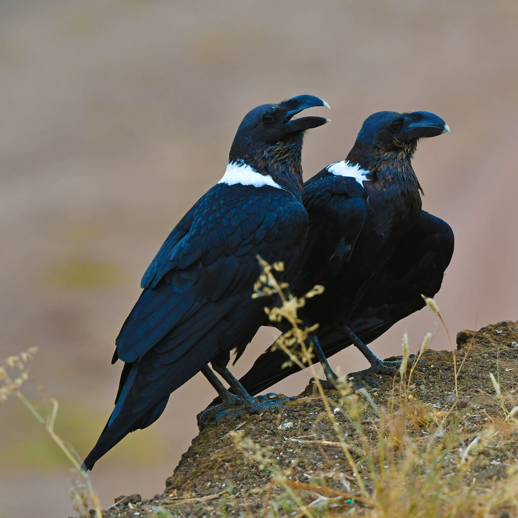 White-necked Raven