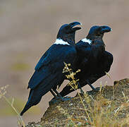 White-necked Raven