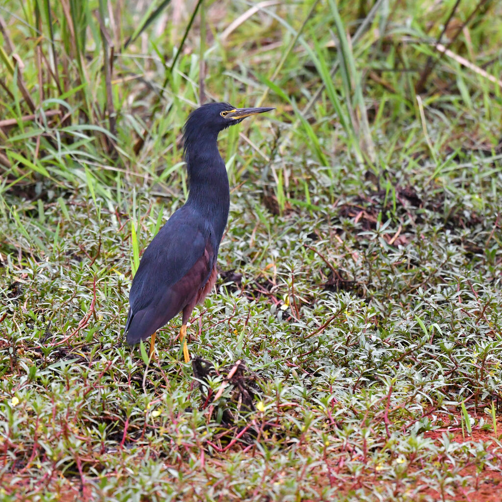 Rufous-bellied Heron