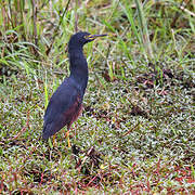 Rufous-bellied Heron