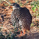 Francolin de Hildebrandt