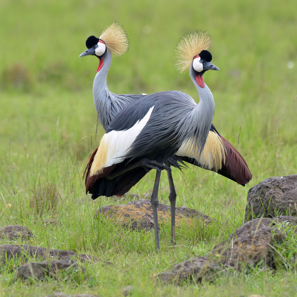 Grey Crowned Craneadult