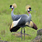 Grey Crowned Crane