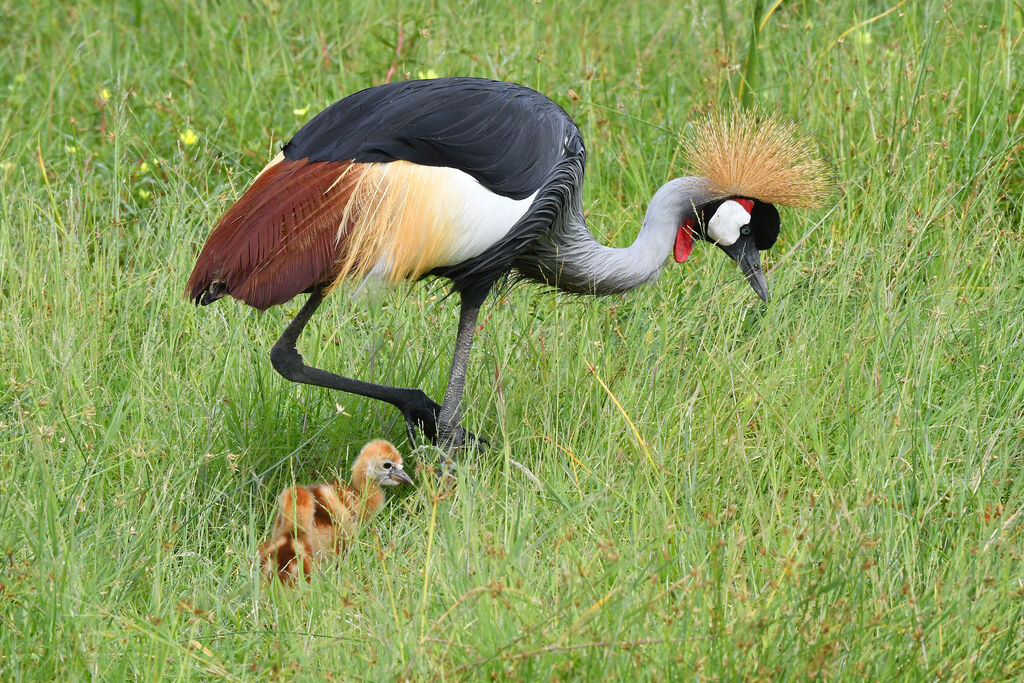 Grey Crowned Crane male