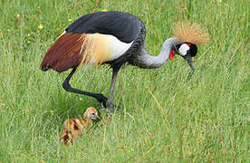 Grey Crowned Crane