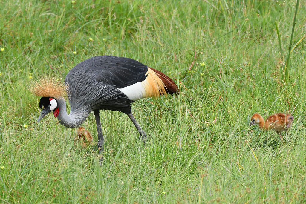 Grey Crowned Crane