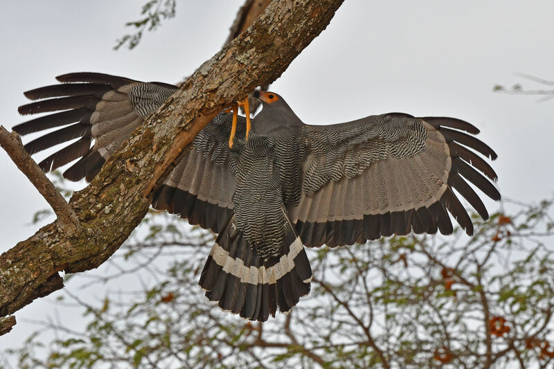 African Harrier-Hawk male