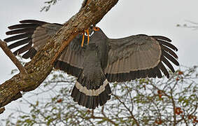 African Harrier-Hawk