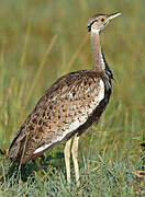 Black-bellied Bustard