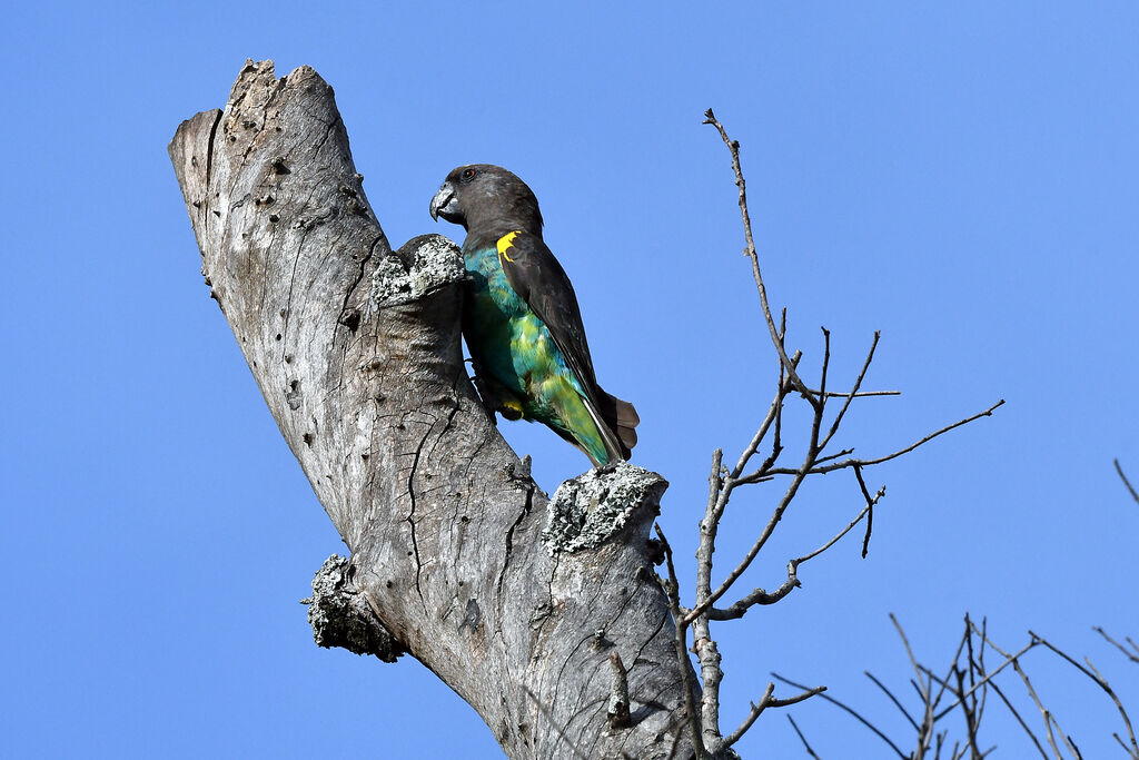 Meyer's Parrot