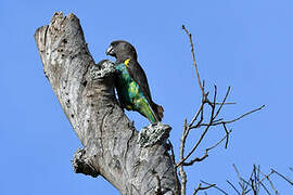 Meyer's Parrot